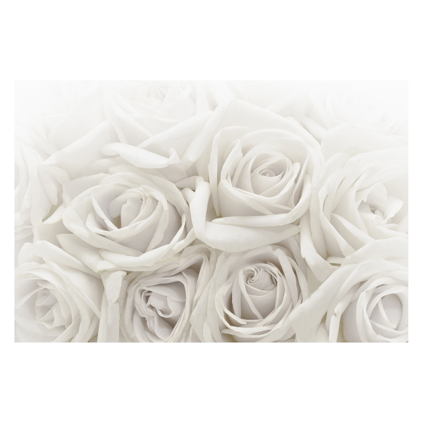 Vliestapete Weiße Rosen - Vliespapier - Weiß - 432 x 290 cm