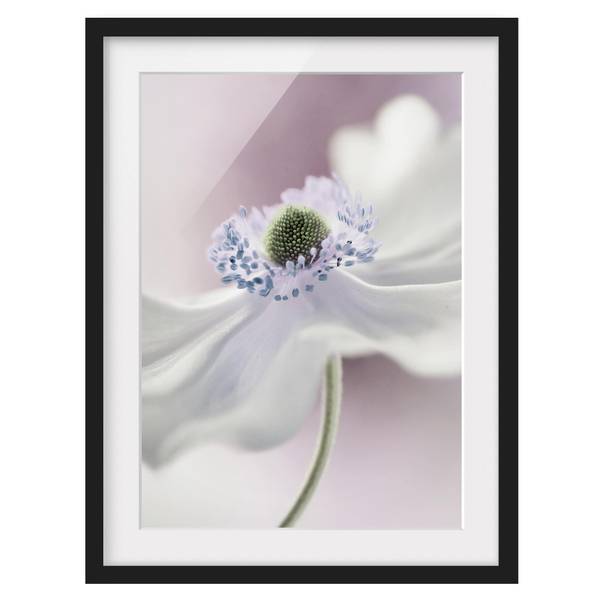 Bild Anemonenbrise I - Kiefer teilmassiv - Schwarz - 30 x 40 cm