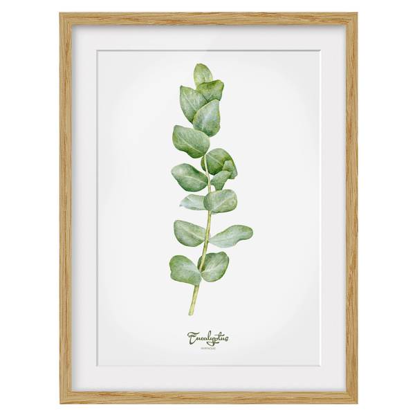 Bild Aquarell Botanik Eukalyptus IV - Eiche teilmassiv - Eiche - 30 x 40 cm