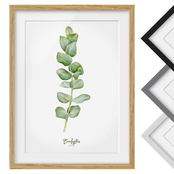 Bild Aquarell Botanik Eukalyptus IV - Eiche teilmassiv - Eiche - 30 x 40 cm