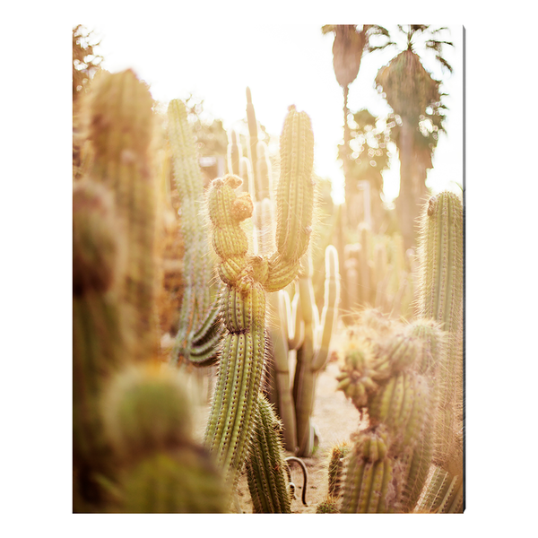 Bild Various cactus in desert - Alu-Dibond / Plexiglas - 40 x 50 cm
