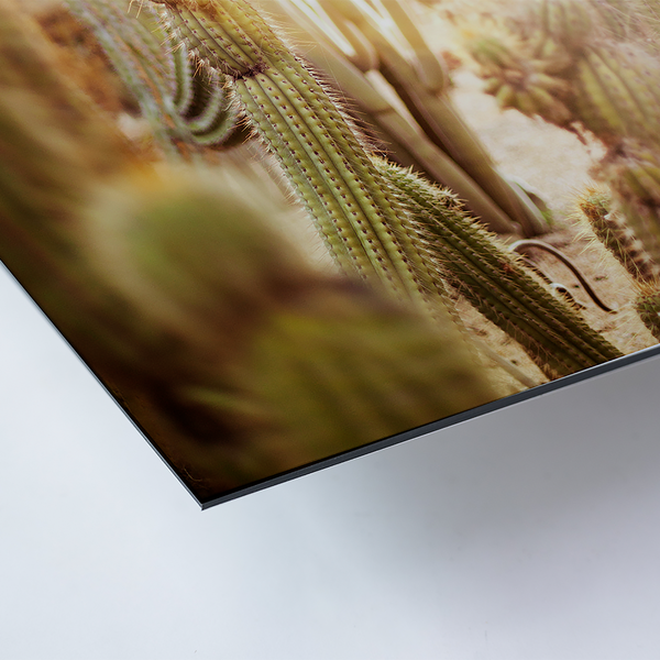 Bild Various cactus in desert - Alu-Dibond / Plexiglas - 40 x 50 cm
