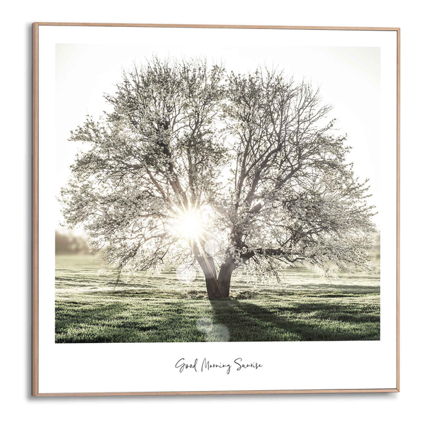 Gerahmtes Bild Morgensonne Baum - Print in Holzrahmen - Grün