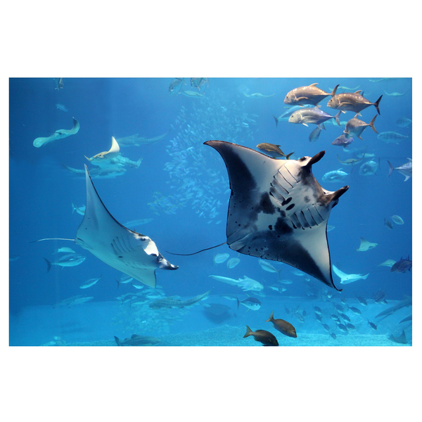 Vliestapete Manta Ray - Vliespapier - Blau - 432 x 290 cm