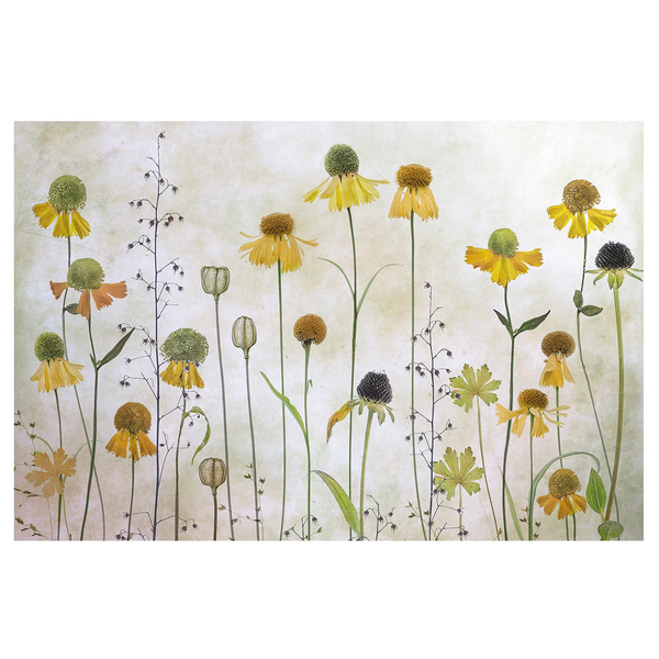 Vliestapete Zarte Helenium Blüten - Vliespapier - Beige - 384 x 255 cm