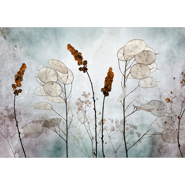 Vlies Fototapete Lunaria in the Meadow - Vlies - Mehrfarbig - 300 x 210 cm