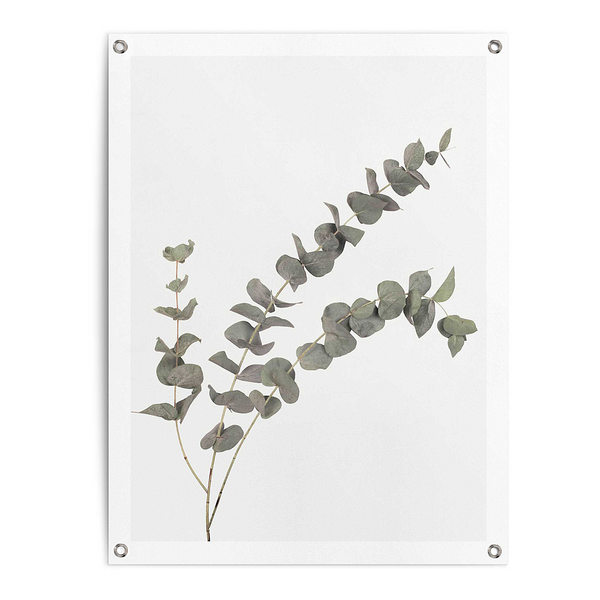 Outdoor-Poster Eukalyptus - PVC - Grün - 60 x 80 cm