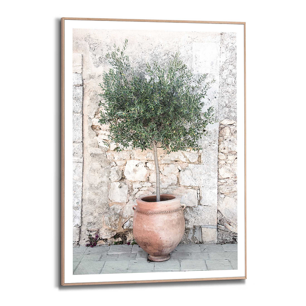 Gerahmtes Bild Olive Tree - Grün - 50 x 70 cm