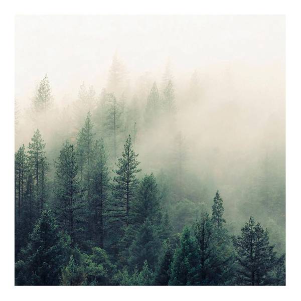 Fototapete Wald im Nebel Erwachen - Vlies - Grün / Mehrfarbig - 288 x 288 cm