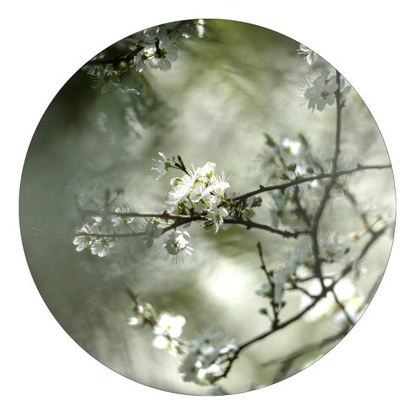 Glasbild Dried White Flowers Rund Typ A - Klarglas - Mehrfarbig
